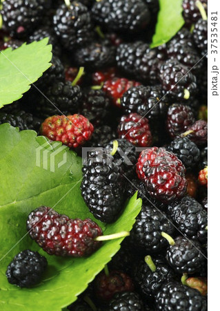 Fresh Mulberries 37535481
