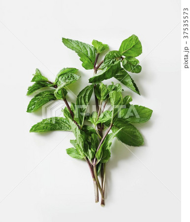 Sprigs of fresh mint Sprigs of fresh mint 37535573