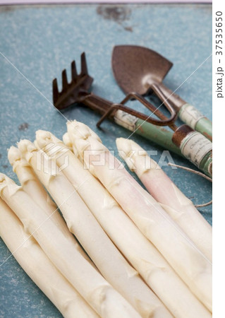 White asparagus and garden tools White asparagus and garden tools 37535650