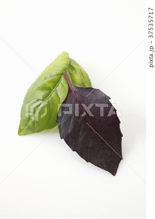 A leaf of basil and a leaf of purple basil 37535717