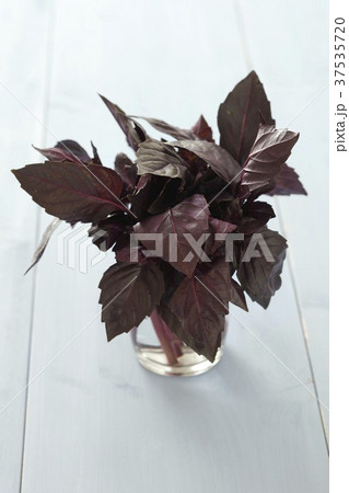 Purple basil in a glass of water 37535720