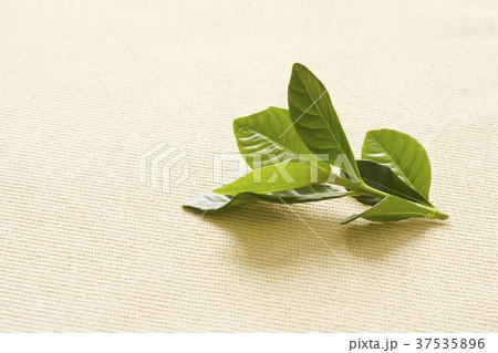 Fresh tea leaves Fresh tea leaves 37535896
