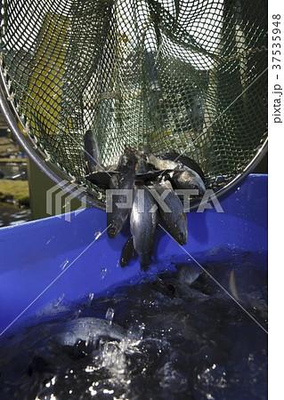 Tout being tipped into a plastic tub of water 37535948