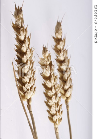 Three ears of wheat 37536181