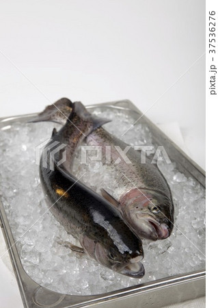 Rainbow trout on ice 37536276