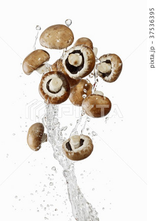 Brown mushrooms and a splash of water Brown mushrooms and a splash of water 37536395