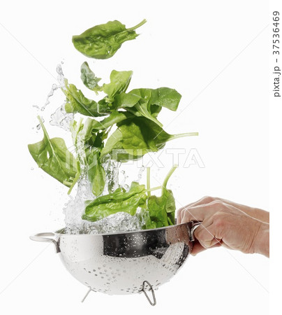 Washing spinach in a colander 37536469