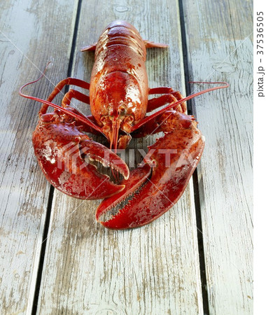 A cooked lobster 37536505