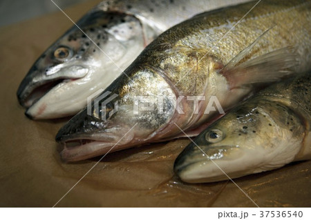 Various fresh water fish Various fresh water fish 37536540