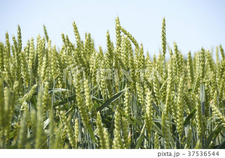 Ears of wheat in the sun 37536544