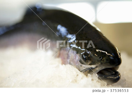 A rainbow trout on ice A rainbow trout on ice 37536553