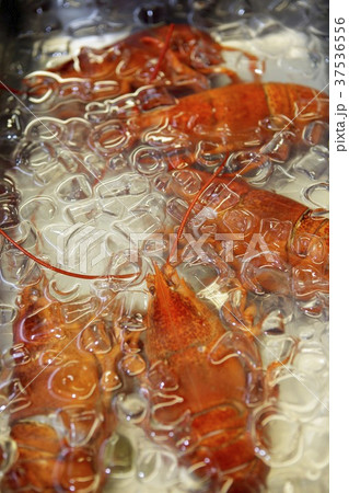Lobster in ice cold water 37536556