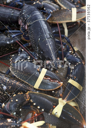 Fresh Irish lobster Fresh Irish lobster 37536562