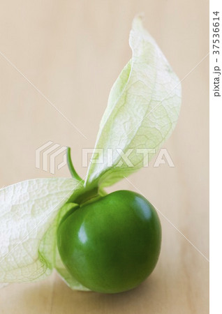 Tomatillo with Husk Peeled Back 37536614