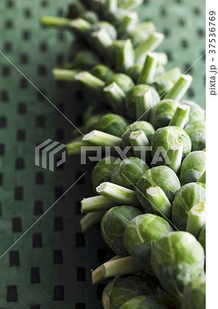 Brussels sprouts on the plant 37536769
