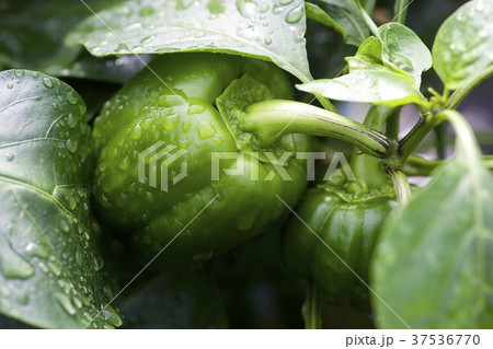 Green pepper on plant Green pepper on plant 37536770