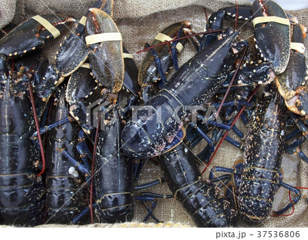 Fresh Irish lobster 37536806