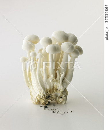 Fresh Bunch of White Beech Mushrooms; White Background 37536867