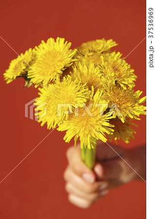 A hand holding a bunch of dandelions A hand holding a bunch of dandelions 37536969