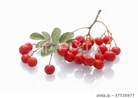 Rowan berries on a white surface 37536977