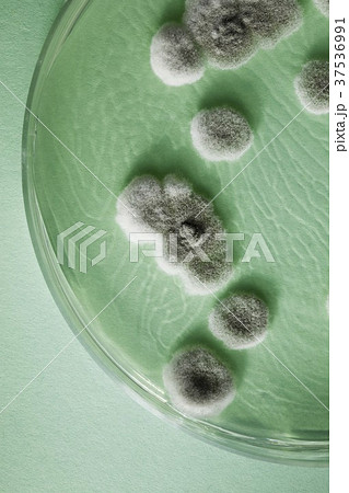 Aspergillus Mold Aspergillus Mold 37536991