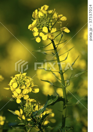 Blooming rape (close up) 37537014