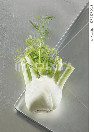 Fennel 37537018