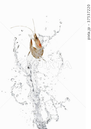 Prawn and water Prawn and water 37537220