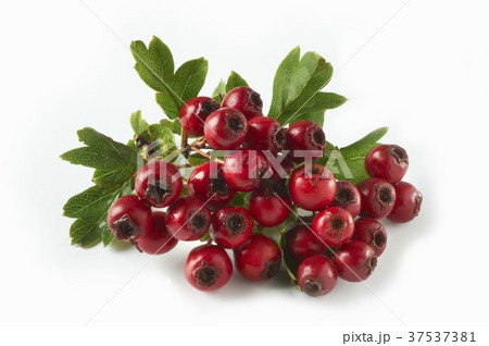 Hawthorn berries 37537381