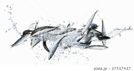 Sardines with water splash Sardines with water splash 37537437