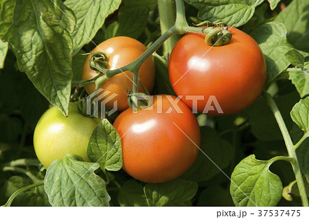 Tomatoes on a plant (close-up) Tomatoes on a plant (close-up) 37537475