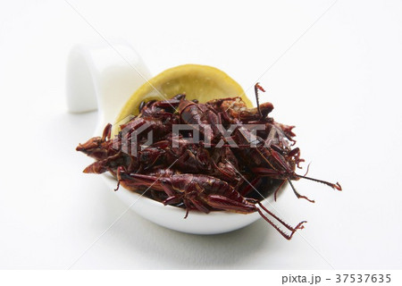 Fried grasshopper with lemon Fried grasshopper with lemon 37537635