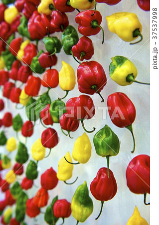 Colourful chilli peppers 37537998
