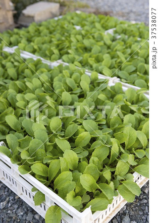 Lettuce seedlings in crates Lettuce seedlings in crates 37538077