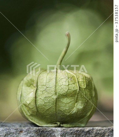 A Single Whole Tomatillo with a Stem 37538157