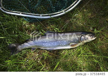 A wild salmon from the Alps A wild salmon from the Alps 37538405