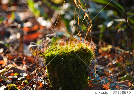 切り株に生える苔 37538679