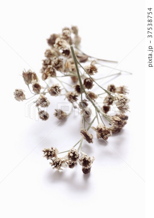 Dried yarrow Dried yarrow 37538754