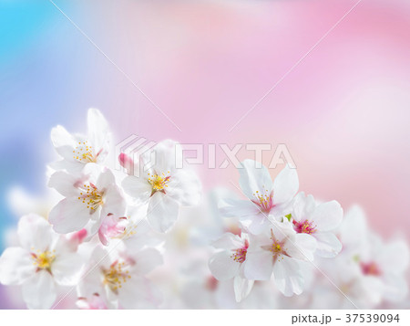 ソメイヨシノの花びら ソメイヨシノの花びら 37539094