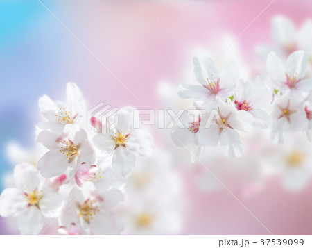 ソメイヨシノの花びら 37539099