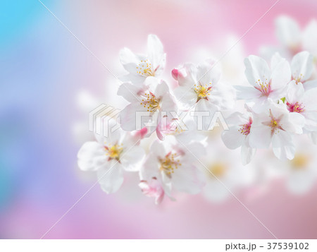 ソメイヨシノの花びら ソメイヨシノの花びら 37539102