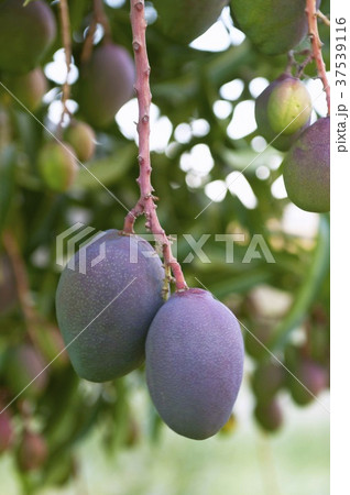Fruit on a mango tree (South Africa) Fruit on a mango tree (South Africa) 37539116