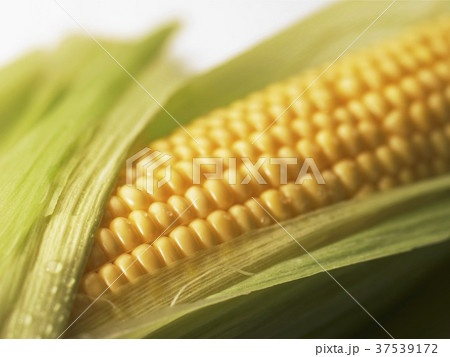 A corn cob (detail) 37539172