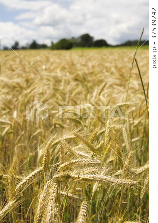 Wheat field Wheat field 37539242