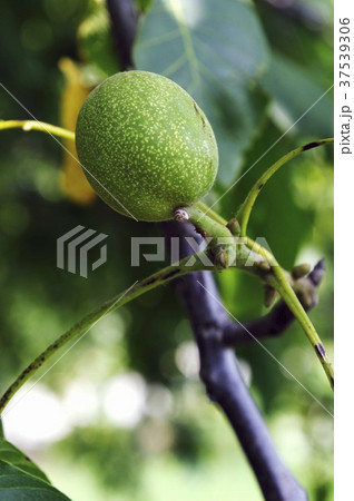A green walnut on a tree 37539306