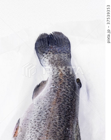 A salmon tail 37539353