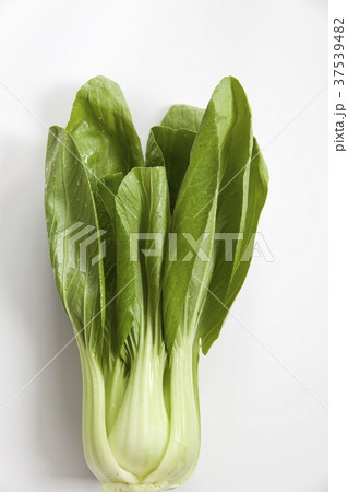Baby Bok Choy on White Background Baby Bok Choy on White Background 37539482