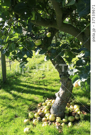 Windfalls under an apple tree Windfalls under an apple tree 37539671