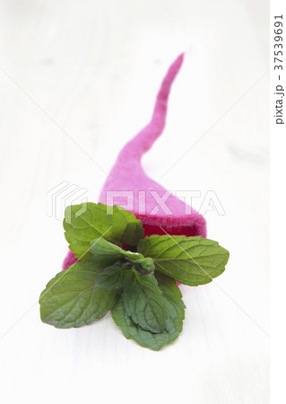 Grapefruit mint (Menta suaveolens x piperita) in a felt cornucopia 37539691