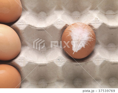 A chicken egg with a feather in an egg box (seen from above) 37539769